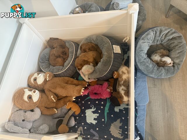 Purebred Cavalier King Charles Spaniel puppies ready for your loving home!