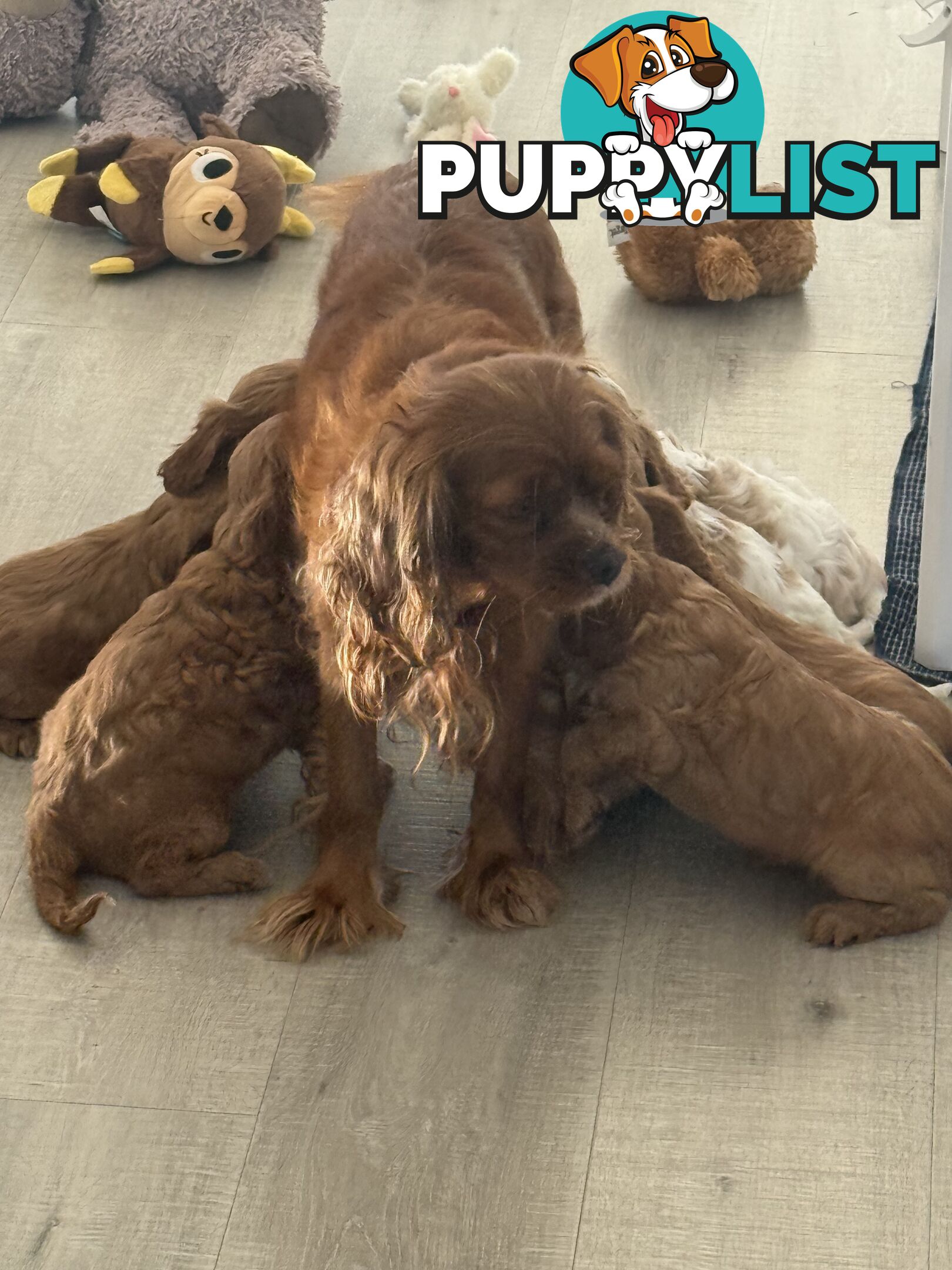 Purebred Cavalier King Charles Spaniel puppies ready for your loving home!
