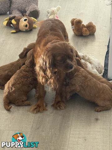 Purebred Cavalier King Charles Spaniel puppies ready for your loving home!