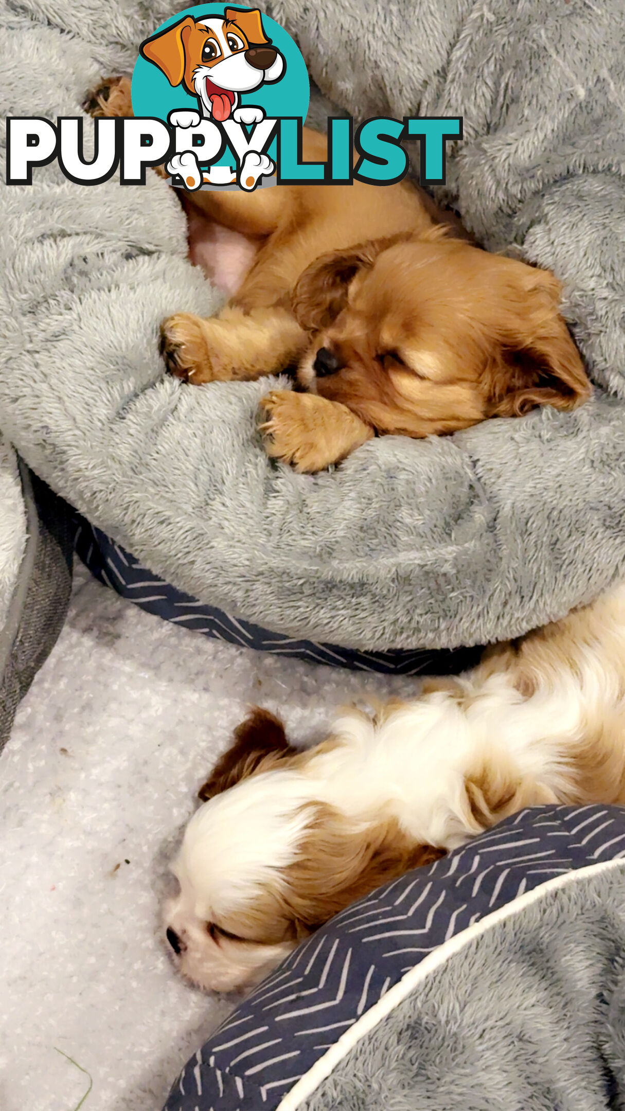 Purebred Cavalier King Charles Spaniel puppies ready for your loving home!