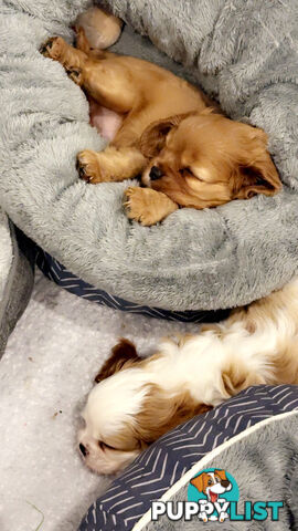 Purebred Cavalier King Charles Spaniel puppies ready for your loving home!
