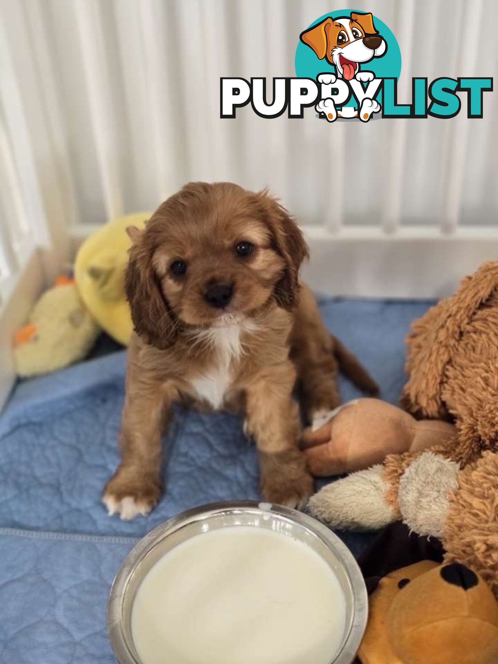 Purebred Cavalier King Charles Spaniel puppies ready for your loving home!