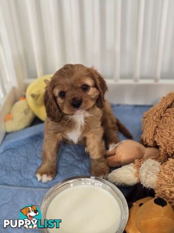 Purebred Cavalier King Charles Spaniel puppies ready for your loving home!