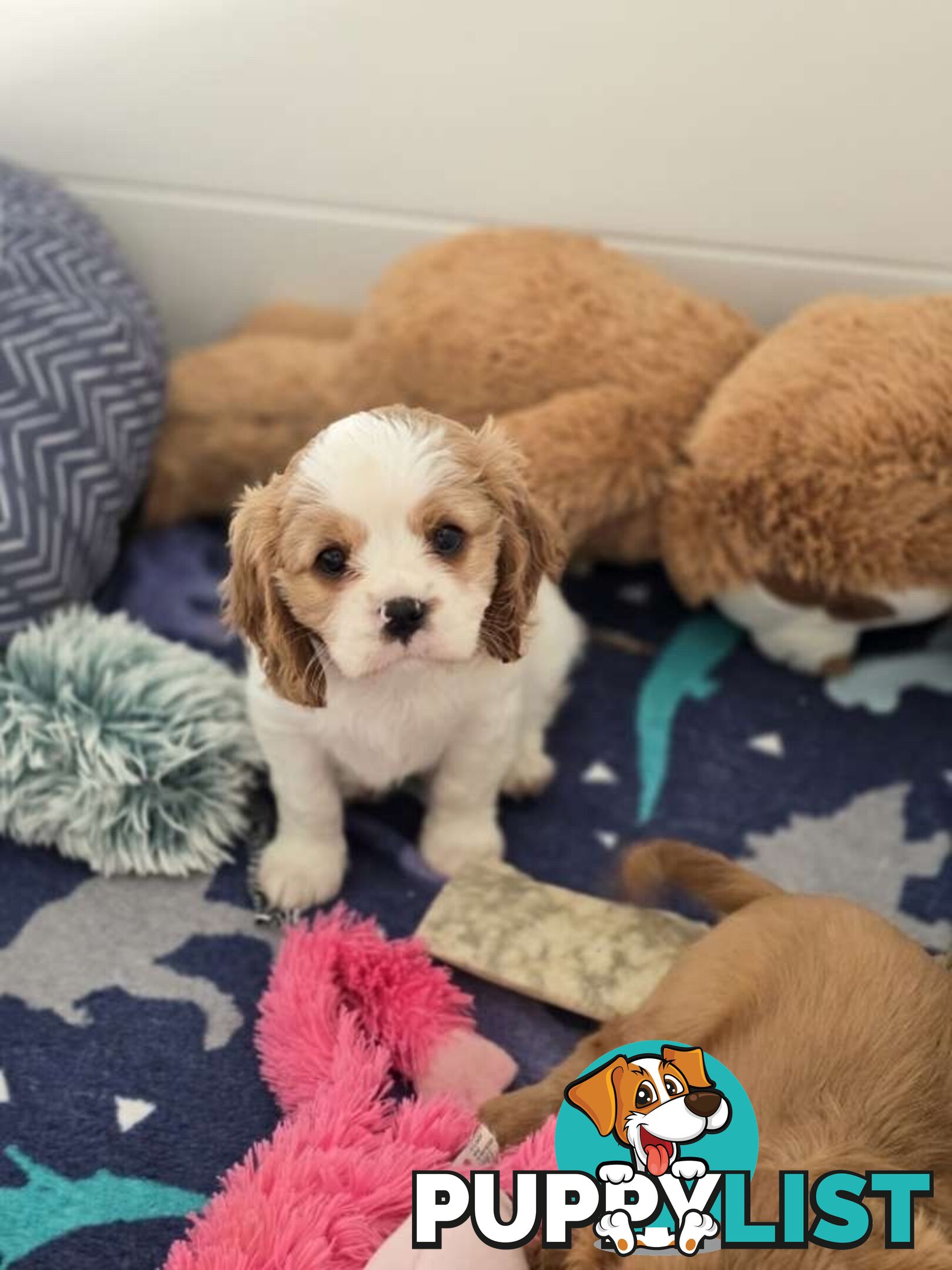 Purebred Cavalier King Charles Spaniel puppies ready for your loving home!