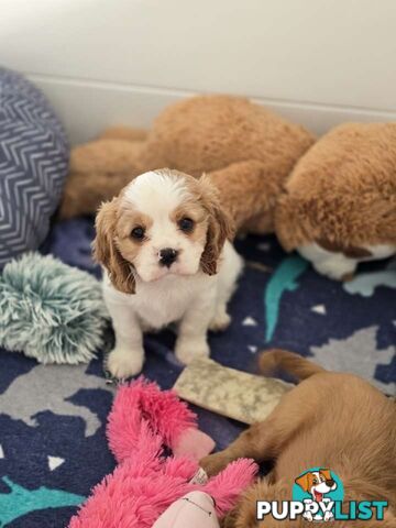 Purebred Cavalier King Charles Spaniel puppies ready for your loving home!