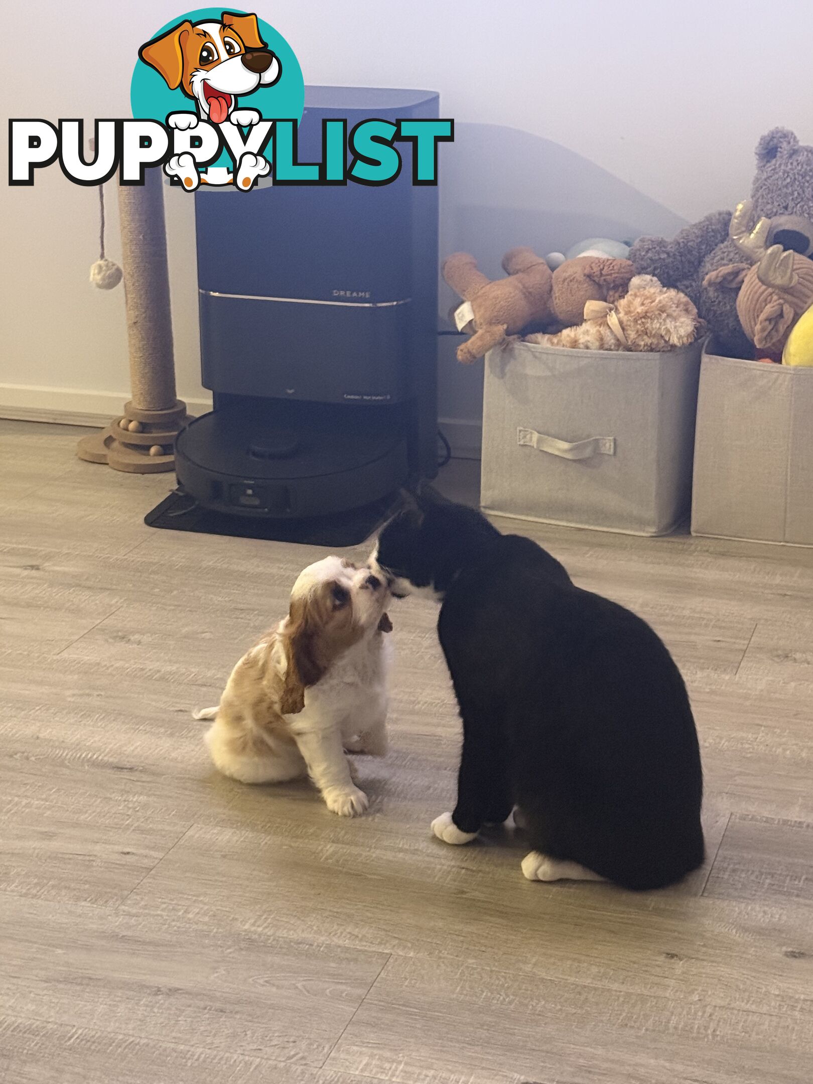 Purebred Cavalier King Charles Spaniel puppies ready for your loving home!