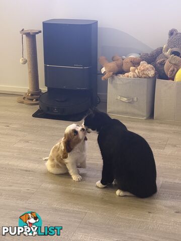 Purebred Cavalier King Charles Spaniel puppies ready for your loving home!