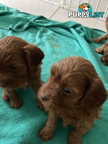 Ruby Red Cavoodle