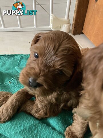 Ruby Red Cavoodle