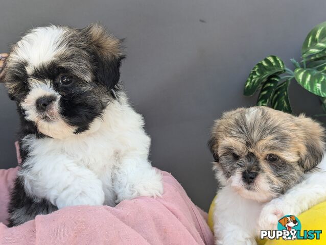 Maltese shiztu pups