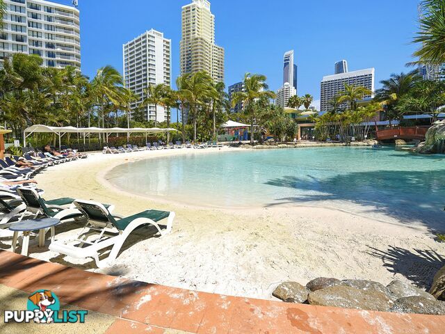 809/5-19 Palm Avenue SURFERS PARADISE QLD 4217