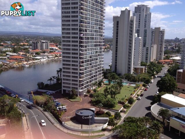 23 Ferny Avenue SURFERS PARADISE QLD 4217