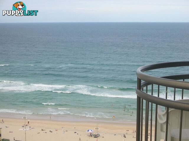 18 Hanlan Street SURFERS PARADISE QLD 4217