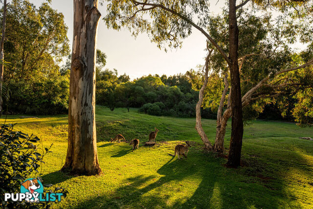 48 Christina Ryan Way ARUNDEL QLD 4214