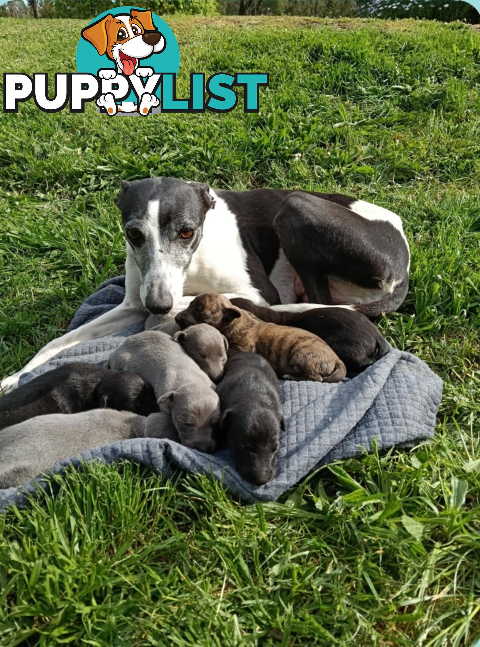 Pure bred whippet pups