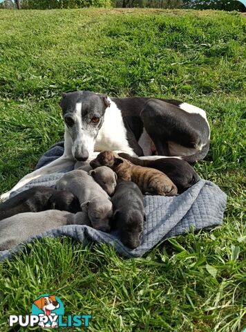 Pure bred whippet pups