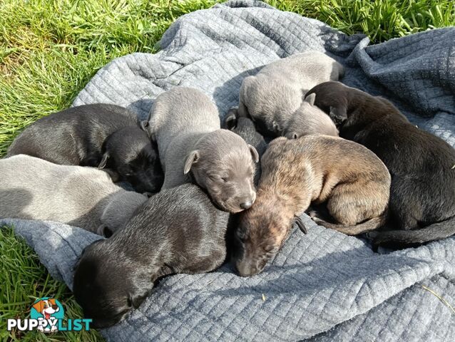 Pure bred whippet pups