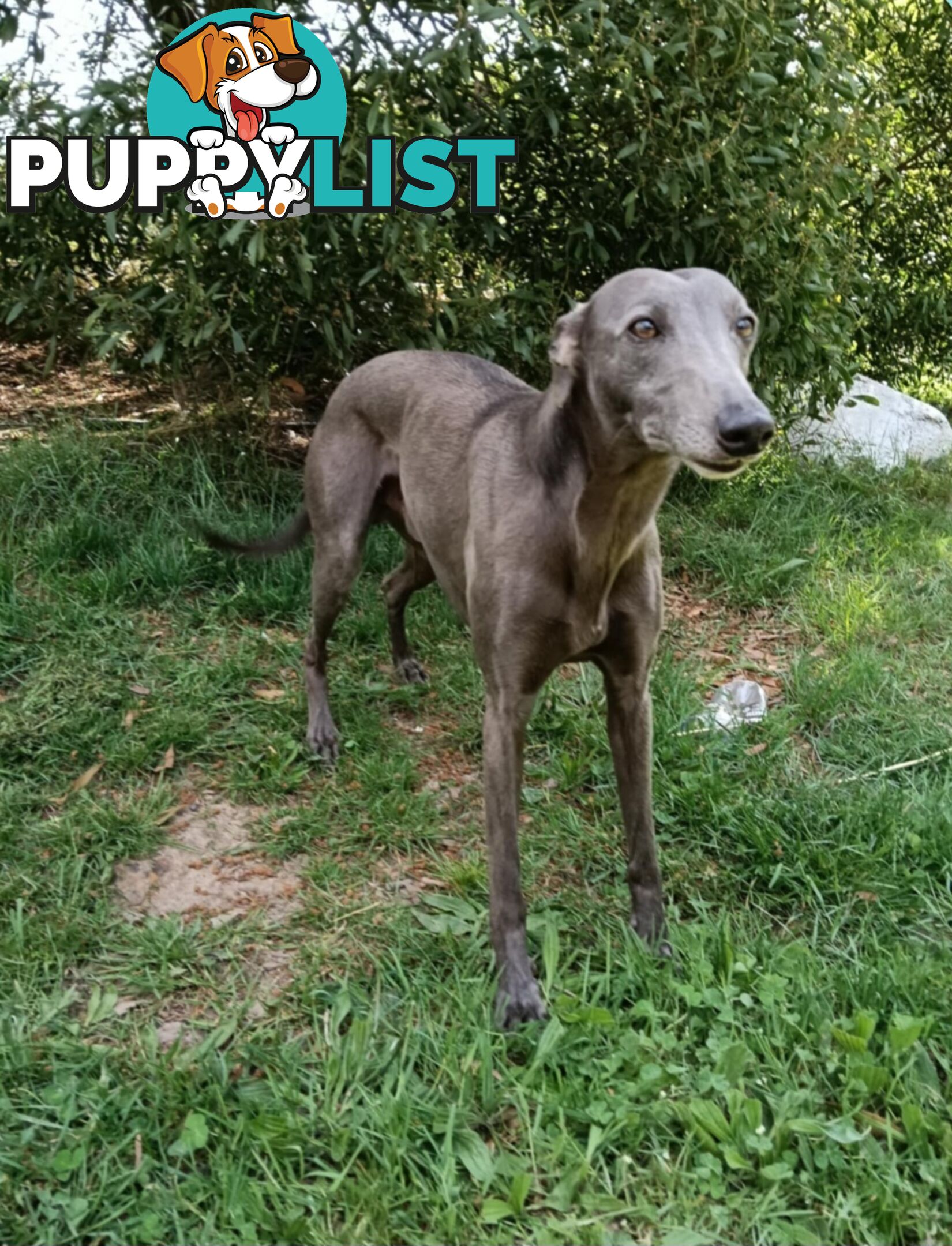 Pure bred whippet pups