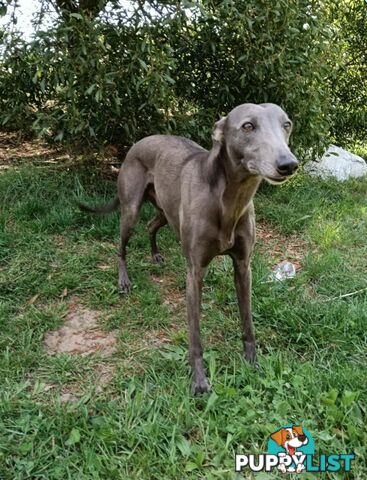 Pure bred whippet pups