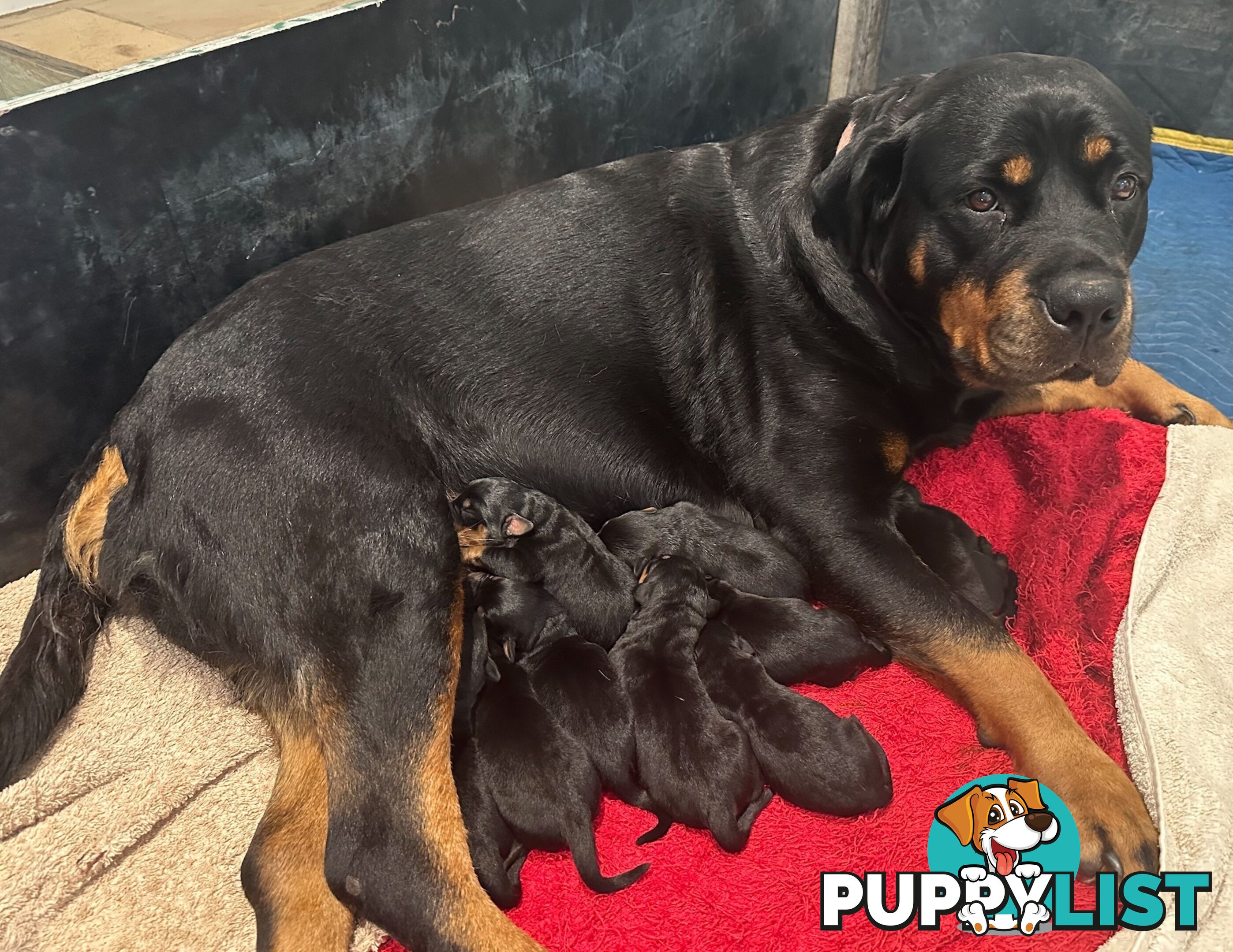 Purebred Rottweiler Puppies