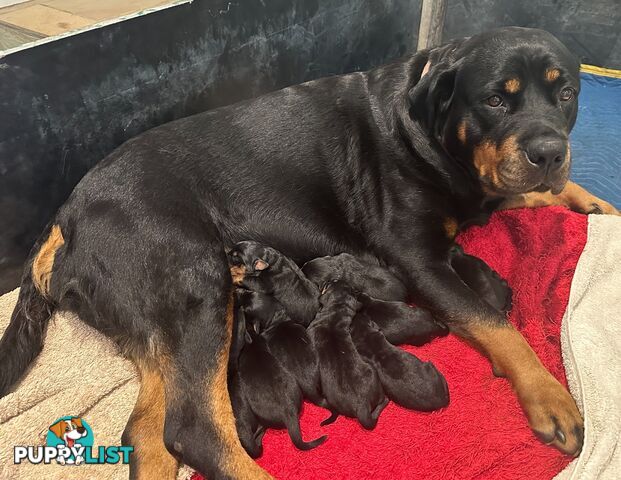 Purebred Rottweiler Puppies