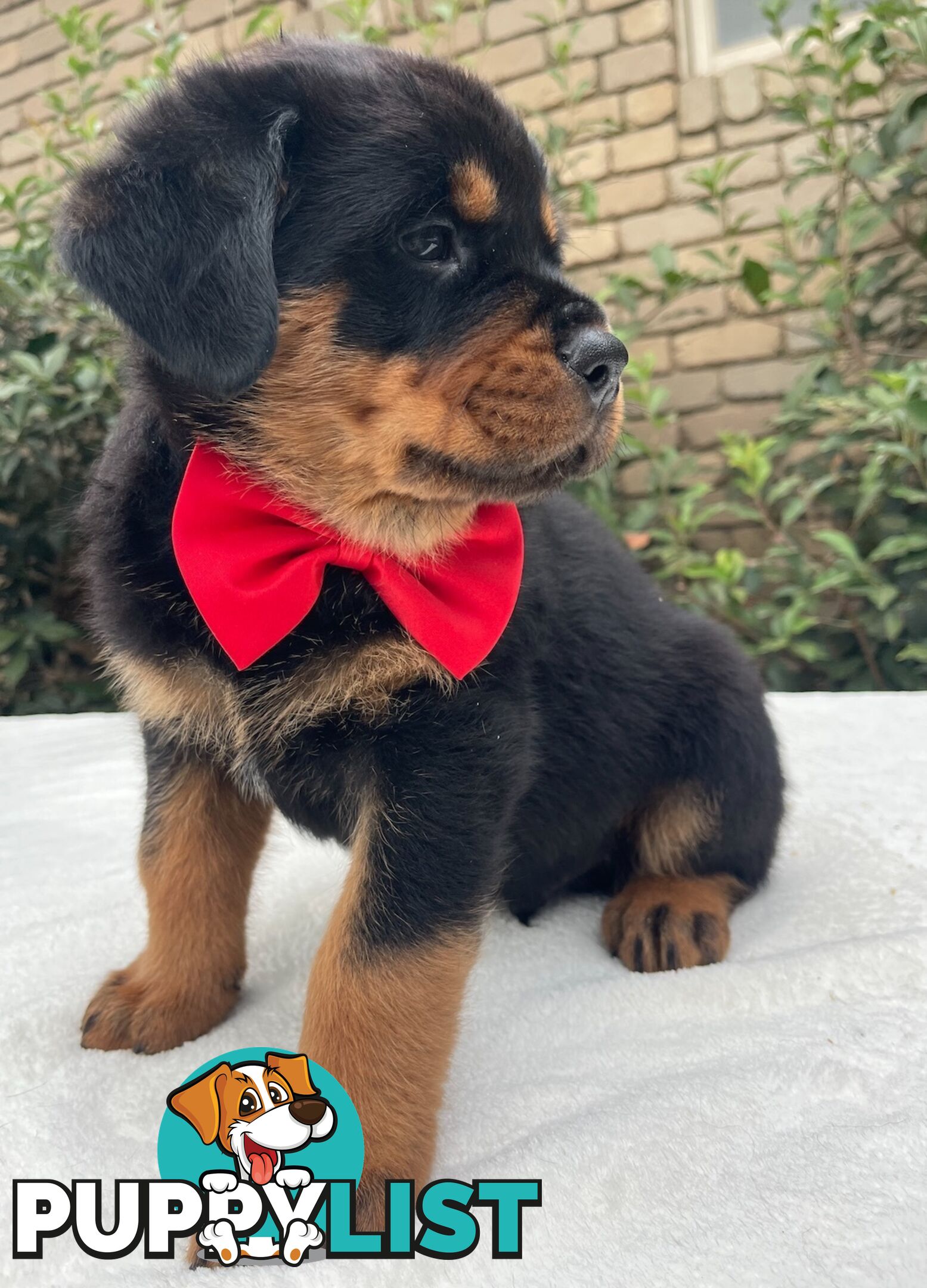 Purebred Rottweiler Puppies