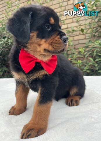 Purebred Rottweiler Puppies