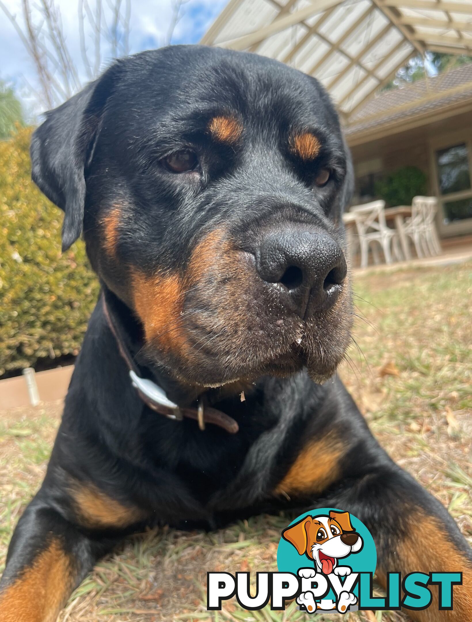 Purebred Rottweiler Puppies