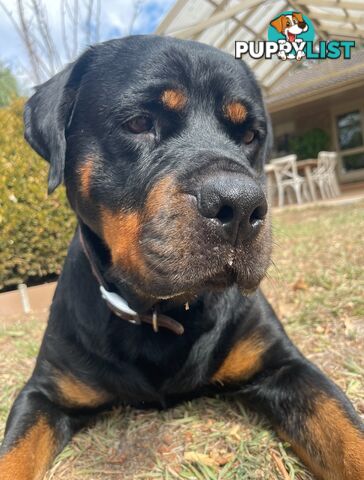 Purebred Rottweiler Puppies