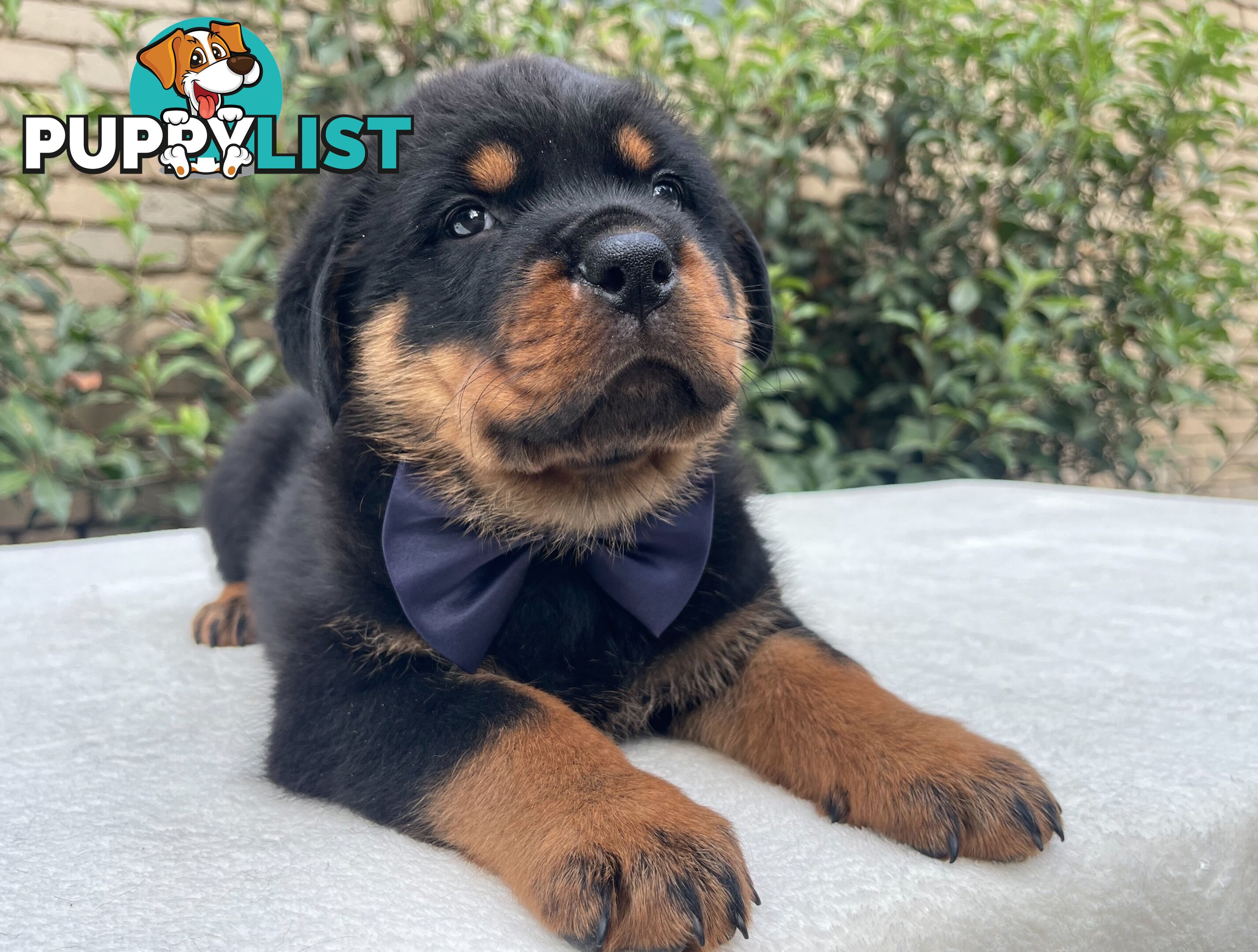 Purebred Rottweiler Puppies