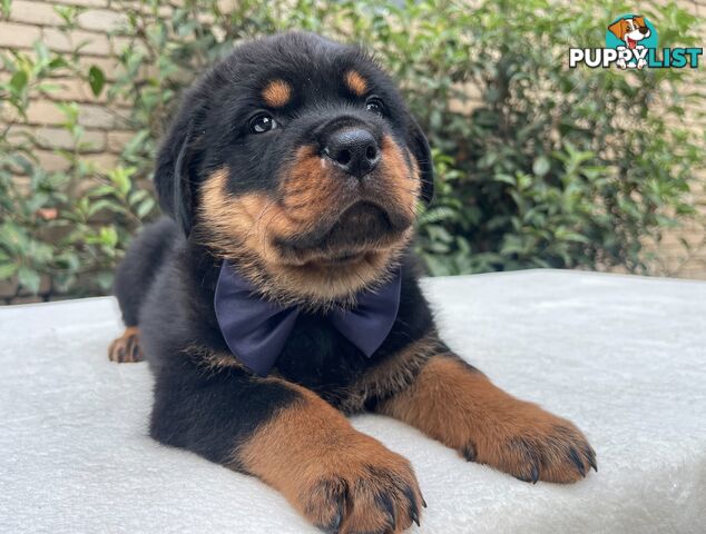 Purebred Rottweiler Puppies