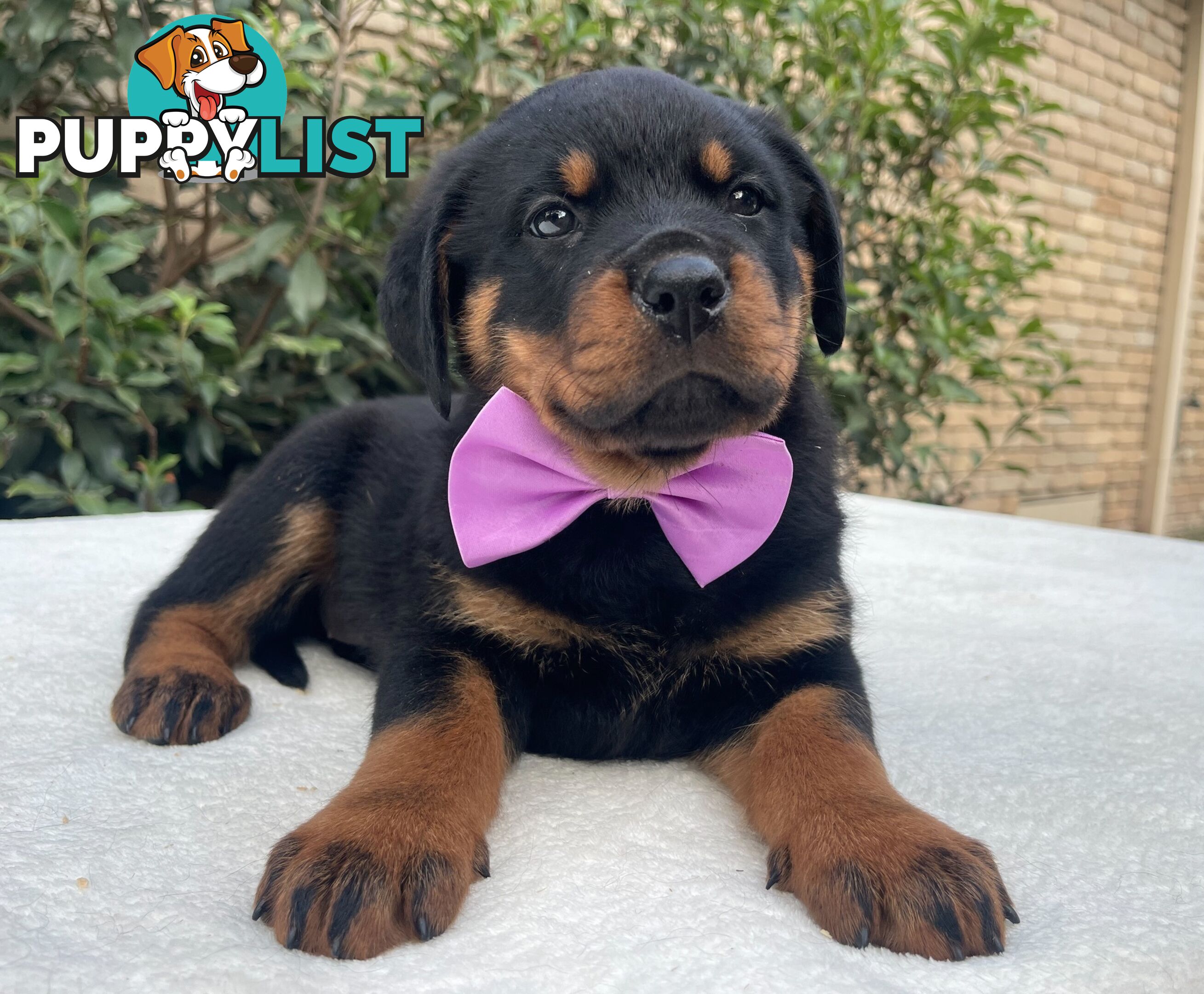 Purebred Rottweiler Puppies