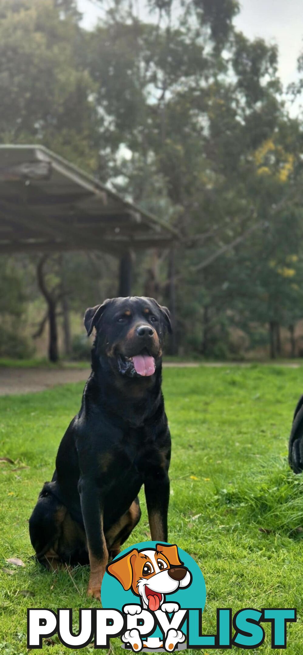 Purebred Rottweiler Puppies