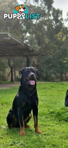 Purebred Rottweiler Puppies