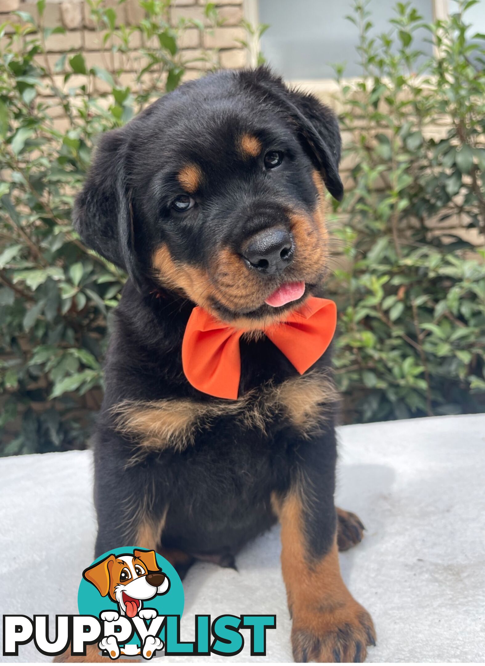 Purebred Rottweiler Puppies