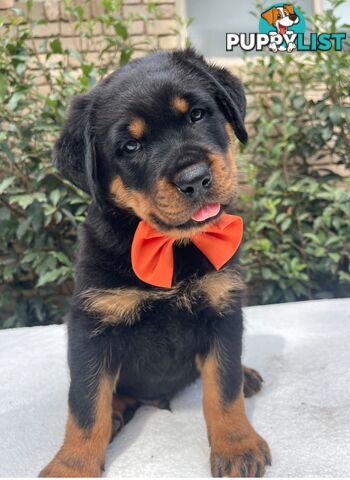 Purebred Rottweiler Puppies