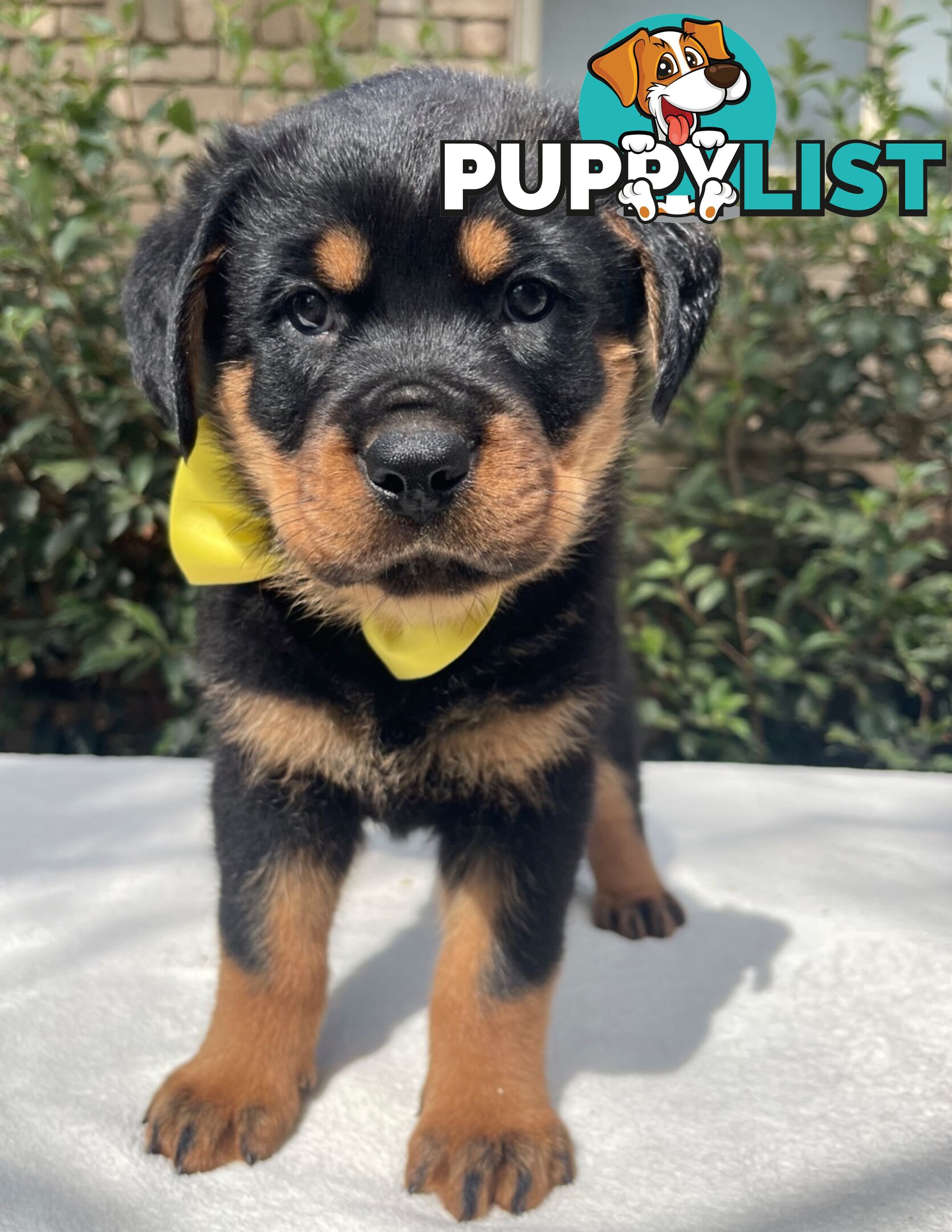 Purebred Rottweiler Puppies