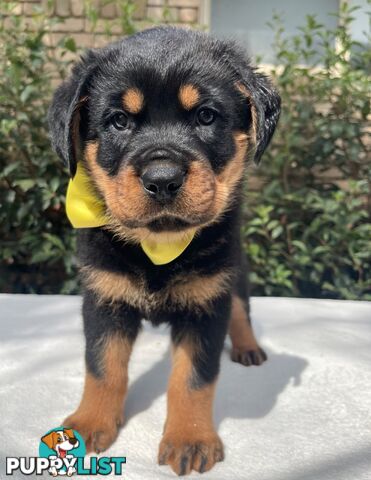 Purebred Rottweiler Puppies