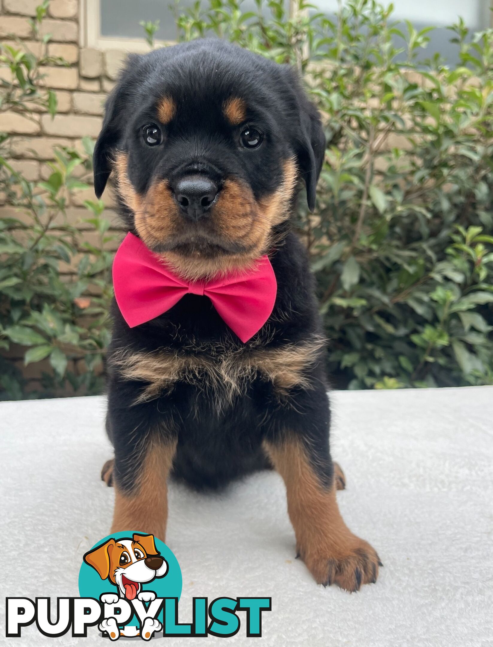 Purebred Rottweiler Puppies