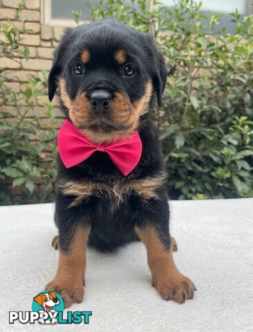 Purebred Rottweiler Puppies