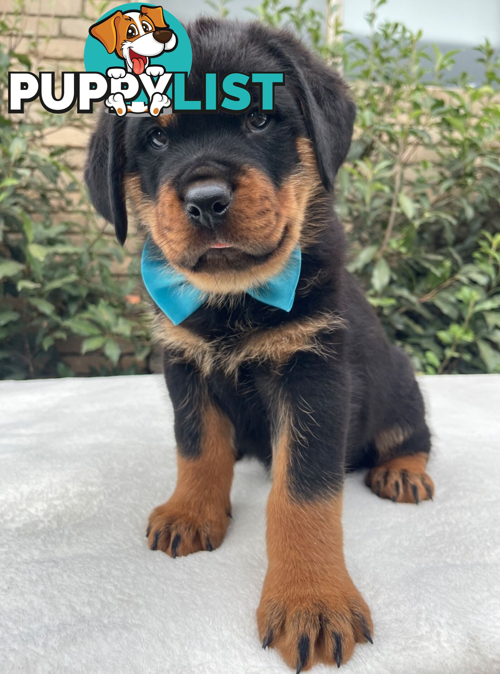 Purebred Rottweiler Puppies