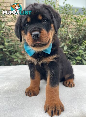 Purebred Rottweiler Puppies