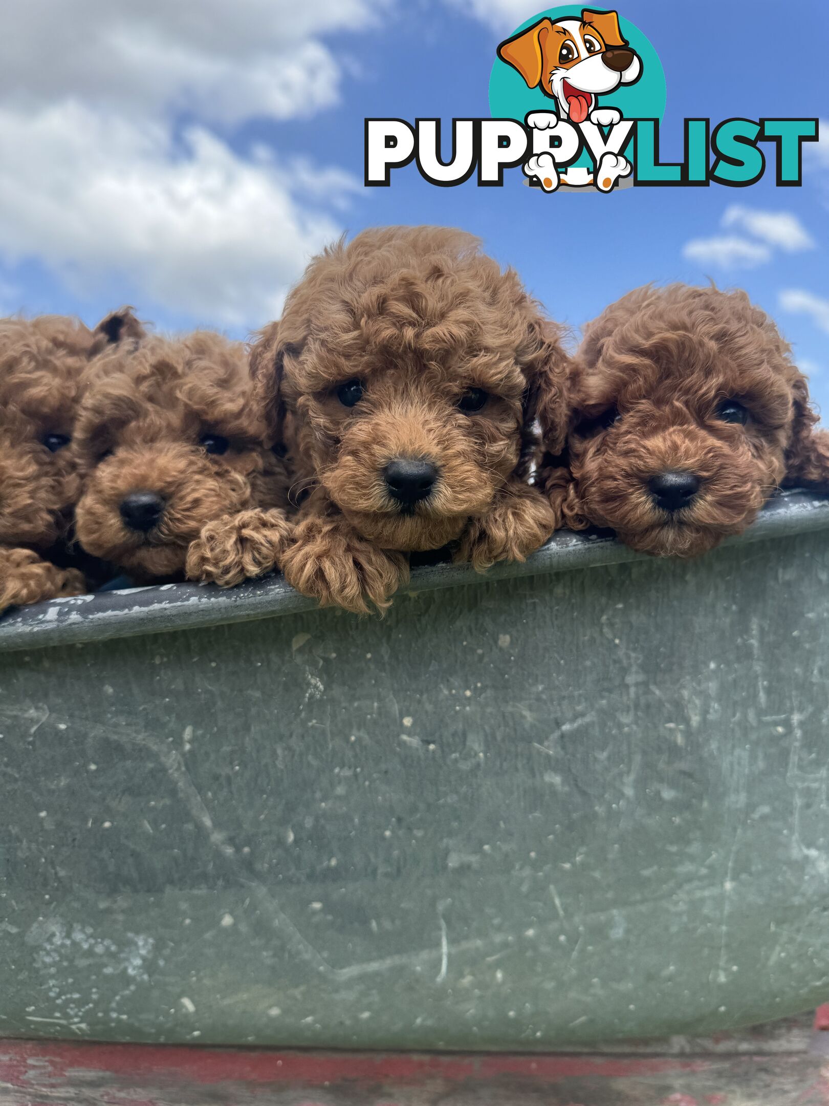 Toy Poodle Puppies Red Males Females Purebred Teddybear