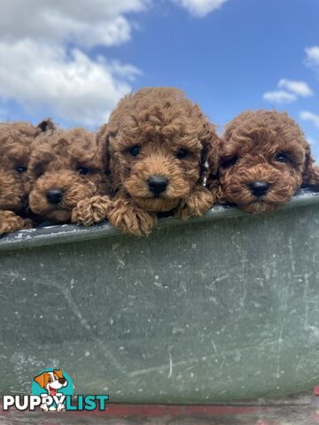 Toy Poodle Puppies Red Males Females Purebred Teddybear