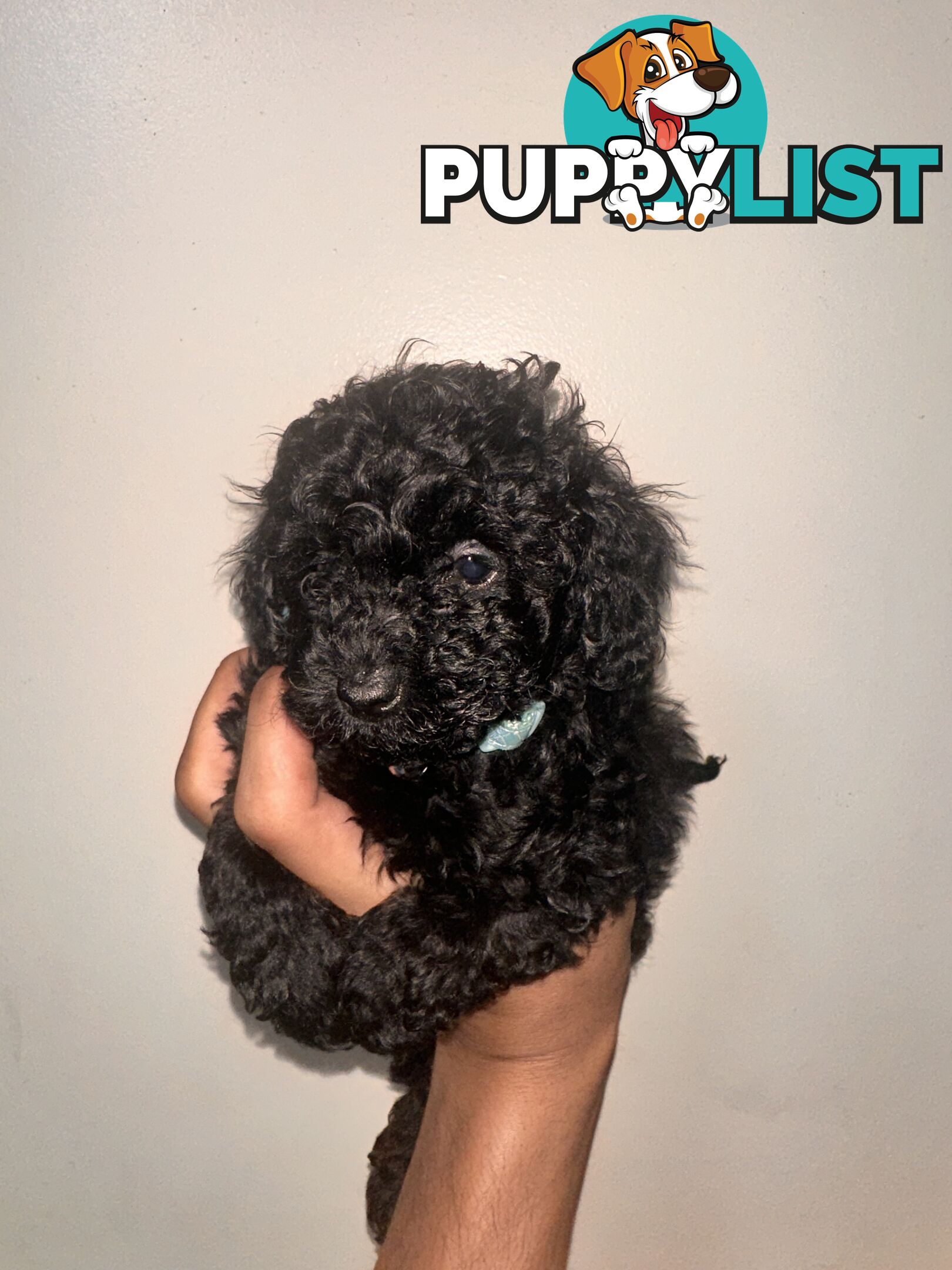 Tiny Bundles of Joy Toy Poodle Puppies Ready for Their Forever Home!