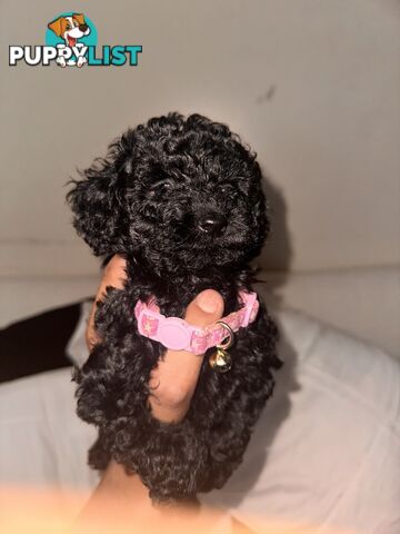 Tiny Bundles of Joy Toy Poodle Puppies Ready for Their Forever Home!