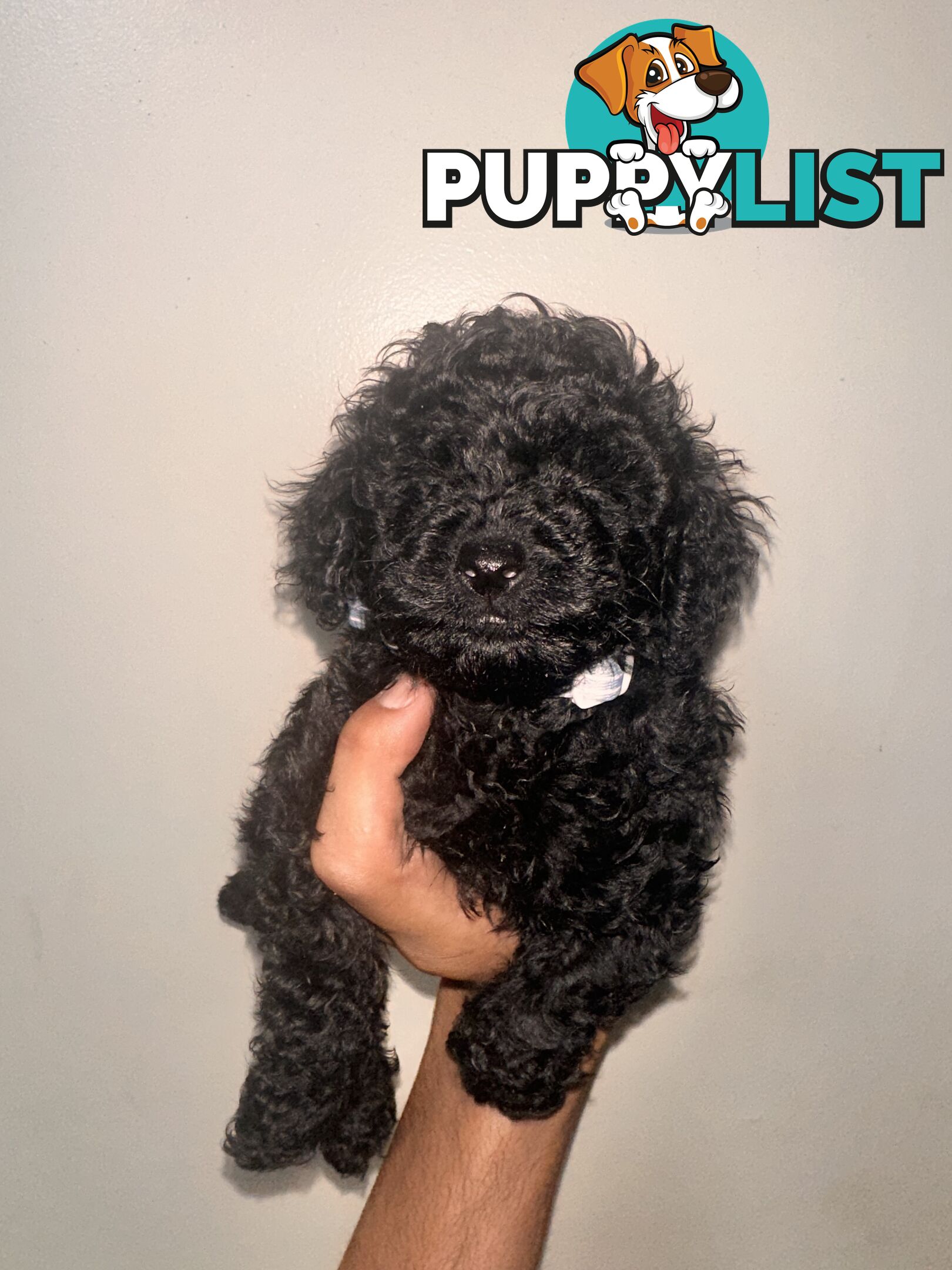 Tiny Bundles of Joy Toy Poodle Puppies Ready for Their Forever Home!