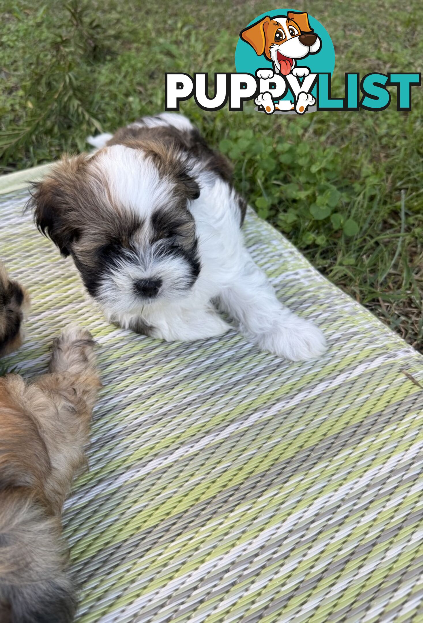 2 Gorgeous Lhasa Apso puppies ready on 13 June