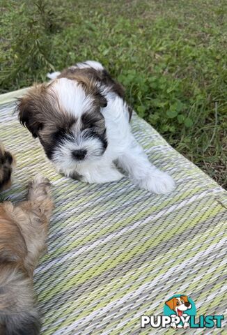 2 Gorgeous Lhasa Apso puppies ready on 13 June