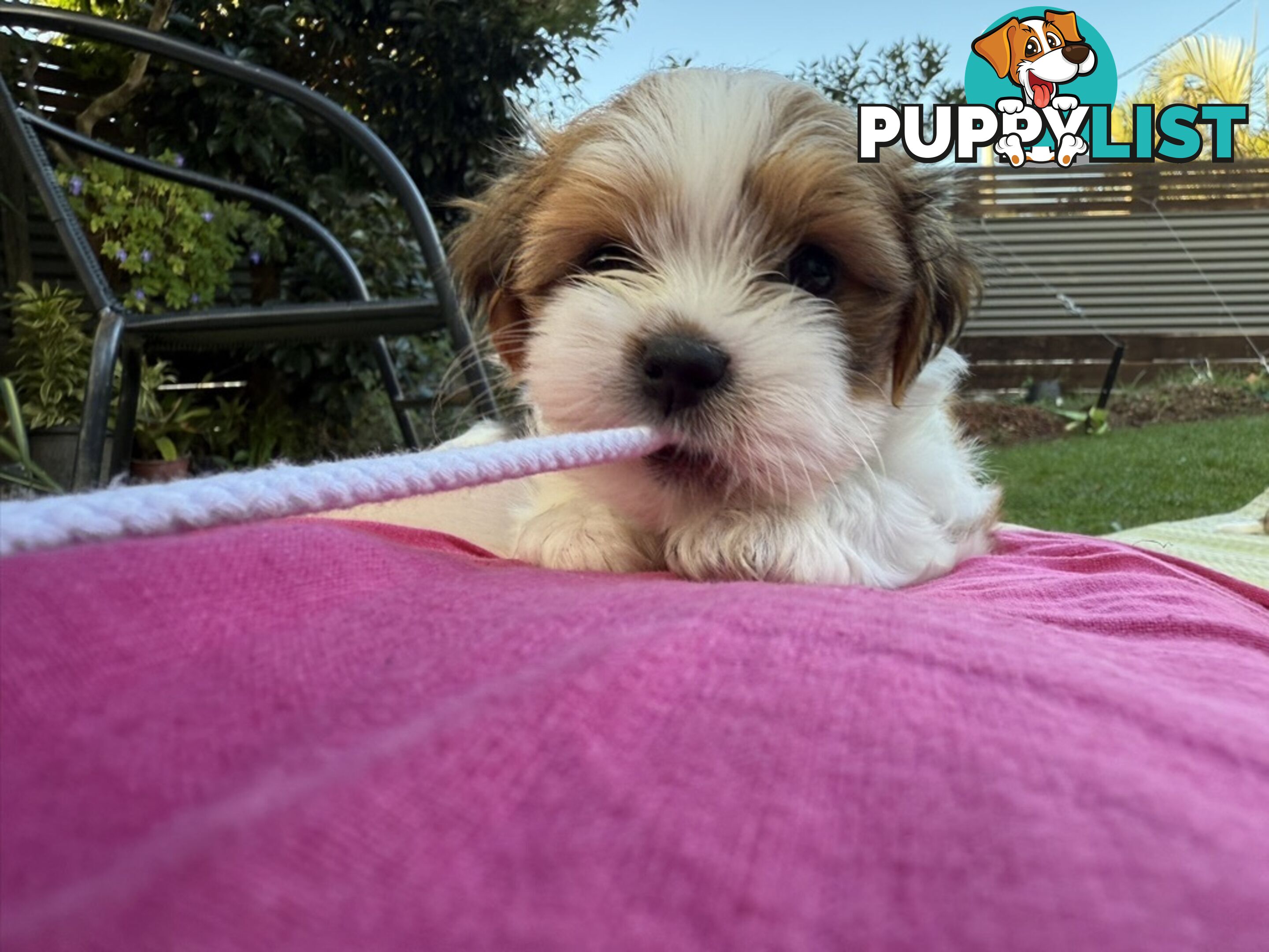 2 Gorgeous Lhasa Apso puppies ready on 13 June